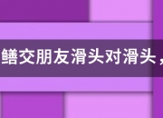 泥鳅黄鳝交朋友滑头对滑头，打一生肖？